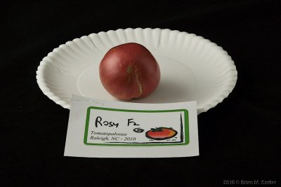 Rosy F2-4.jpg