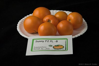 Sunny F2 PL - B.jpg