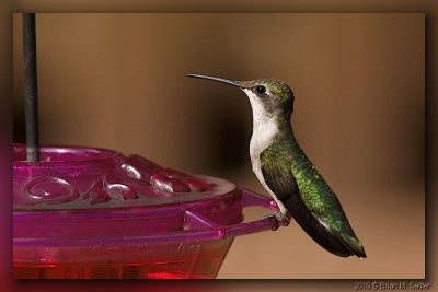 Ruby-throated Hummingbird 03_hf.jpg