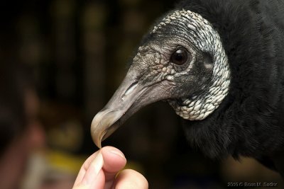 Black Vulture_hf.jpg
