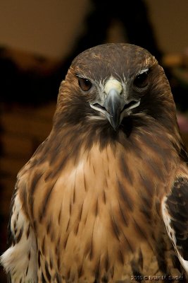Red-tailed Hawk 02_hf.jpg