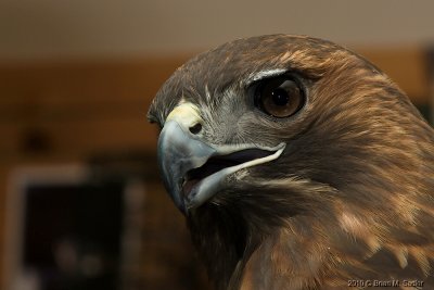 Red-tailed Hawk 04_hf.jpg