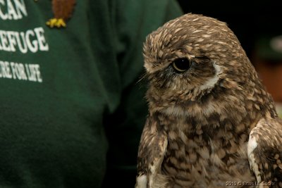 Burrowing Owl 01_hf.jpg