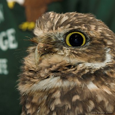 Burrowing Owl 02_hf.jpg