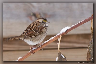White-throated Sparrow 01_hf.jpg