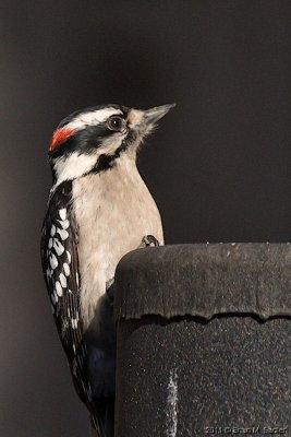Downy Woodpecker 04_hf.jpg