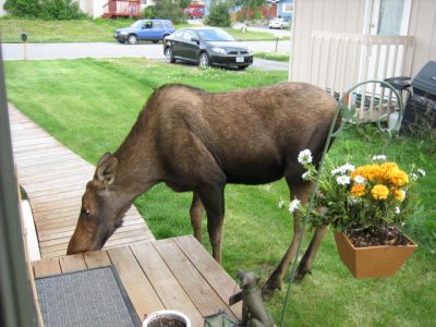 Alaskan Wildlife