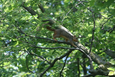 Photo Shoot with a Squirrel