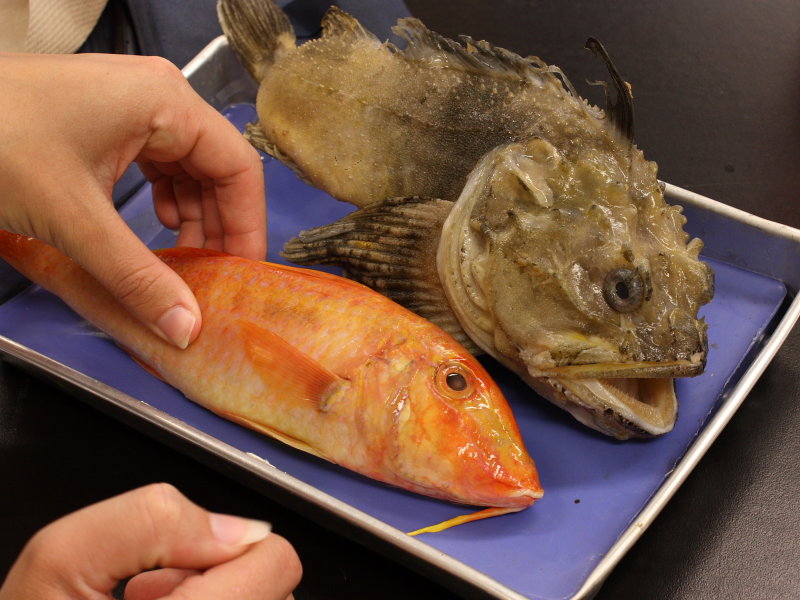 Spotted Goatfish and Sea Raven