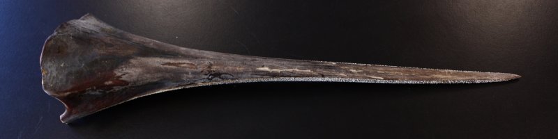 Billfish rostrum