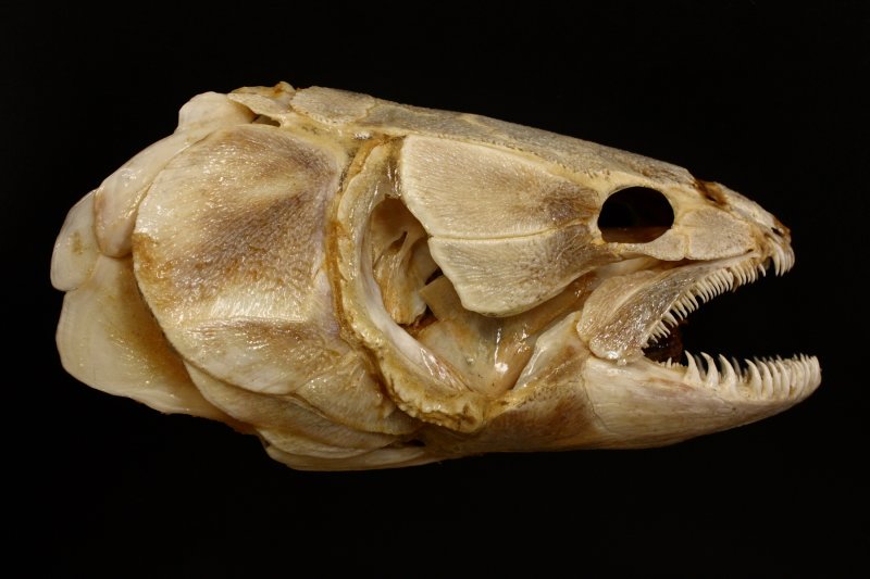Позвоночник неподвижно соединен с черепом у рыб. Череп латимерии. Латимерия скелет. Череп рыбы. Скелет древней рыбы.