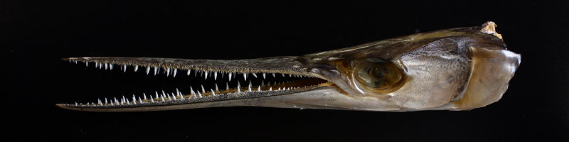 Needlefish