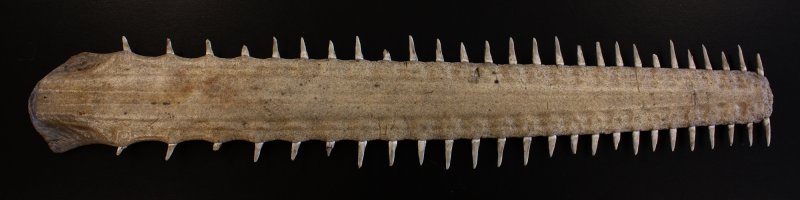 Sawfish (Pristis sp.) rostrum