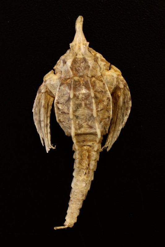 Sea Moth (Pegasus papilio)