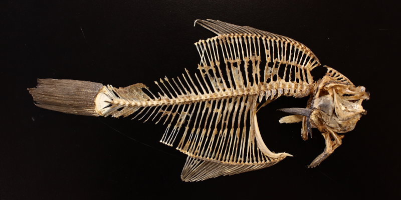 Winter Flounder (Pseudopleuronectes americanus)