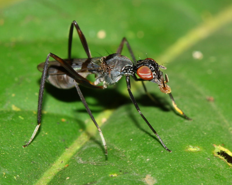Stilt-legged Fly, Plocoscelus sp. (Micropezidae)