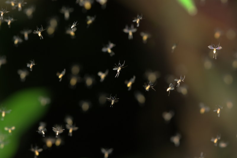 Gall Midges (Cecidomyiidae)