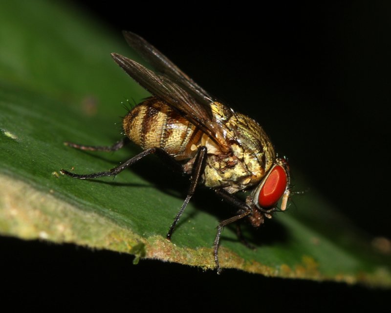 Blow Fly (Calliphoridae)