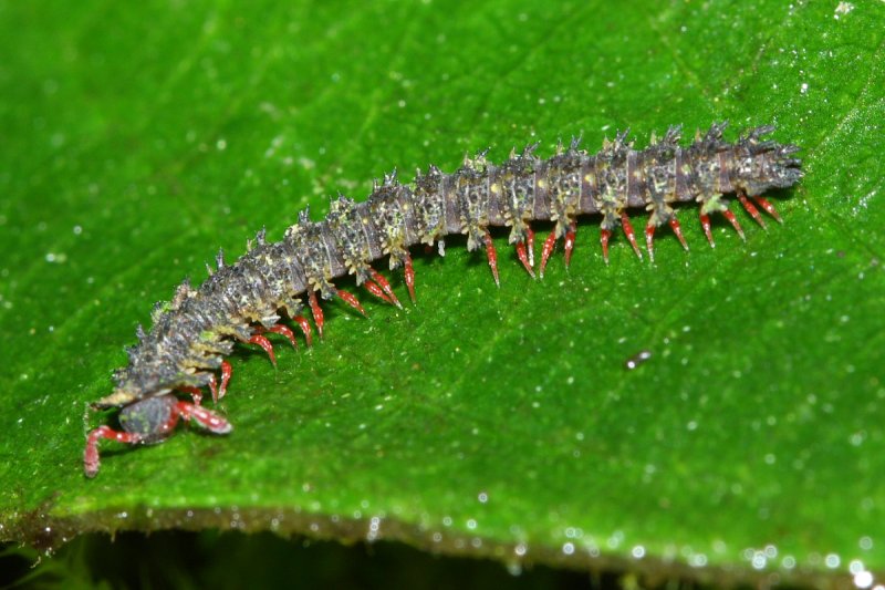 Millipede