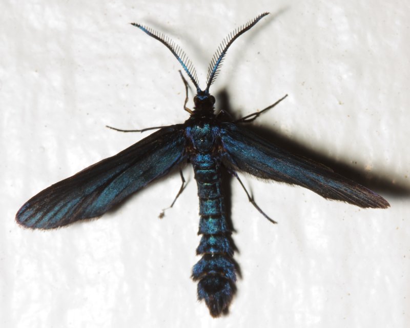 Western Grapeleaf Skeletonizer, Harrisina metallica (Zygaenidae)