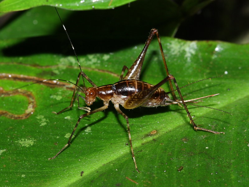 Spider Cricket (Phalangopsidae)