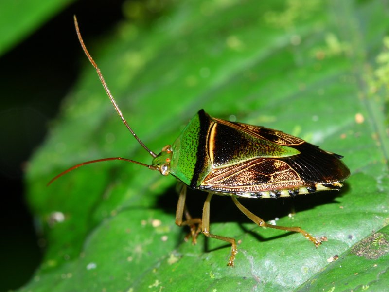 Stink Bug, Hypoxys sp. (Pentatomidae: Edessinae)