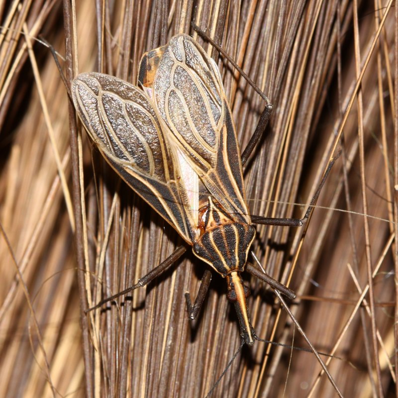 Kissing Bug, Rhodnius barretti n. sp. (Reduviidae: Triatominae)