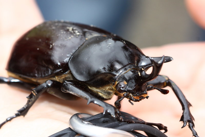 Megasoma actaeon (Scarabaeidae: Dynastinae)