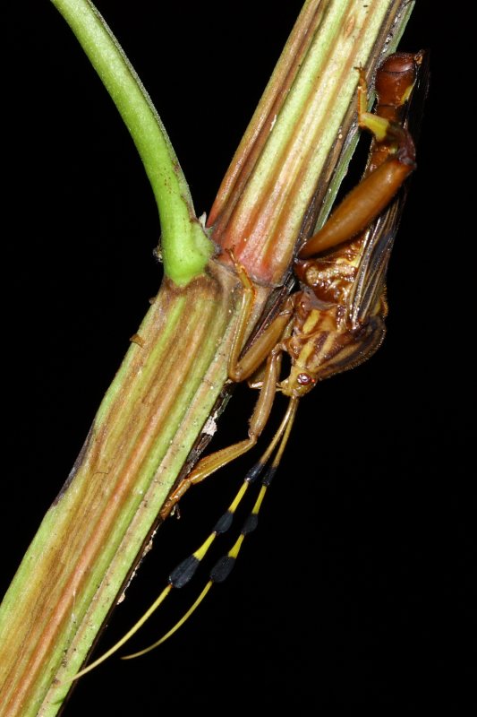 Leaf-footed Bug, Spathophora biclavata (Coreidae: Meropachyinae)