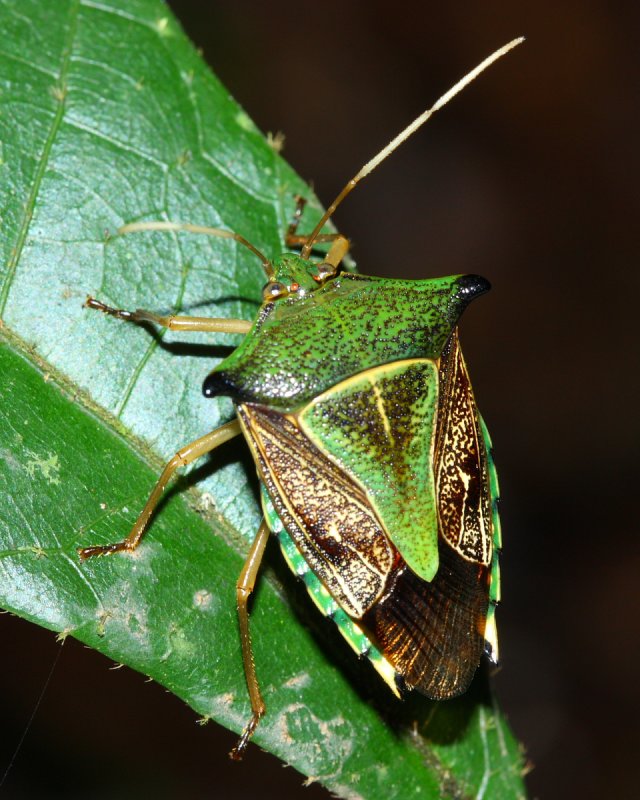 Stink Bug, Edessa sp. (Pentatomidae: Edessinae)