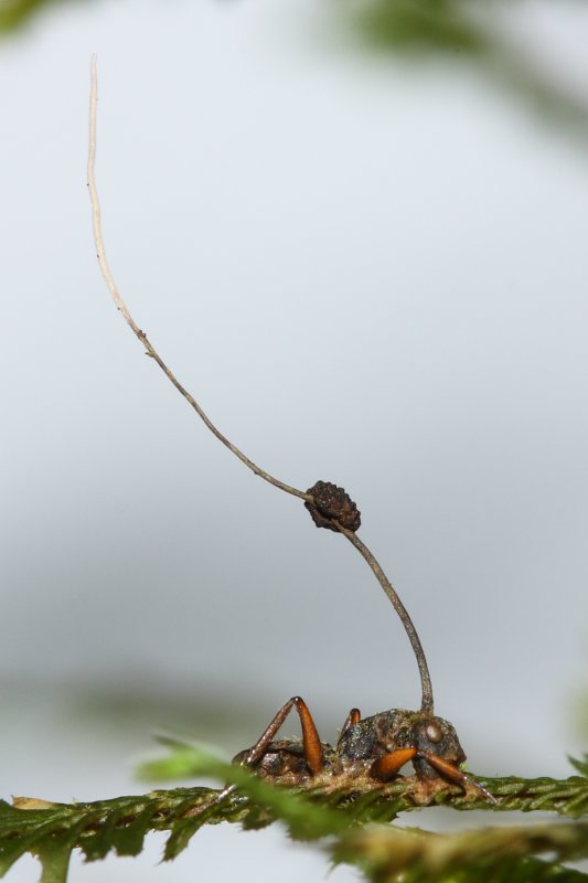 Ophiocordyceps unilateralis complex (Ophiocordycipitaceae)