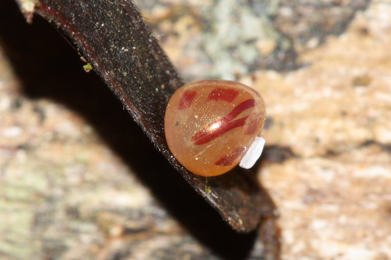 Leaf-footed Bug egg (Coreidae)
