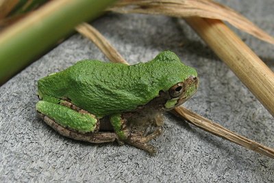 Gray Tree Frog (Hyla versicolor)