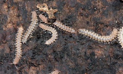 Polydesmus sp., family Polydesmidae