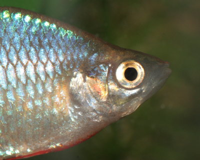 Praecox Rainbowfish (Melanotaenia praecox)