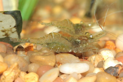 Ghost Shrimp (Paleomonetes sp.)