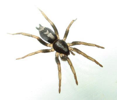 Parson Spider (Herpyllus ecclesiasticus)