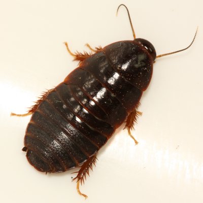 Surinam Cockroach (Pycnoscelus surinamensis), family Blaberidae