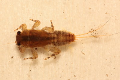Ephemerella subvaria