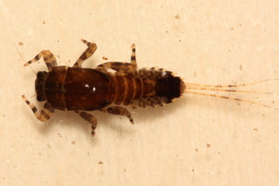 Ephemerella subvaria