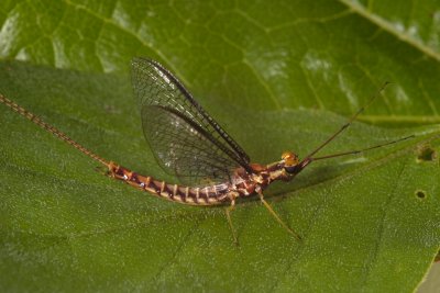 Golden Mayfly (Hexagenia limbata)