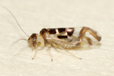 Graphopsocus cruciatus, family Stenopsocidae