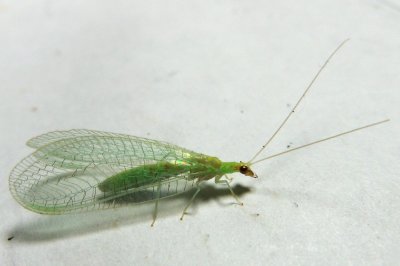 Family Chrysopidae - Green Lacewings