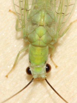 Chrysopa nigricornis