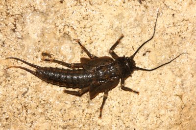 Family Pteronarcyidae - Giant Stoneflies