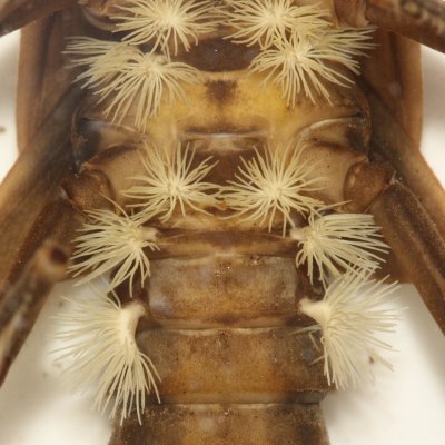 Salmonfly (Pteronarcys dorsata)