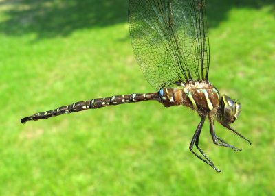 Shadow Darner (Aeshna umbrosa)