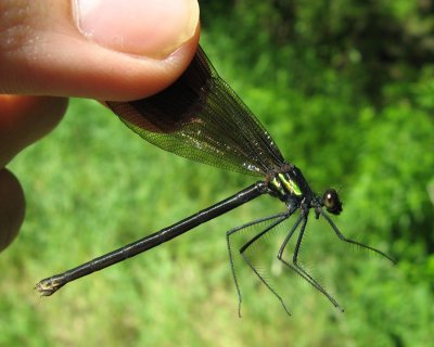 Ebony Jewelwing (Calopteryx maculata)