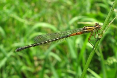 Eastern Forktail (Ischnura verticalis) female