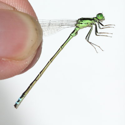 Eastern Forktail (Ischnura verticalis) male